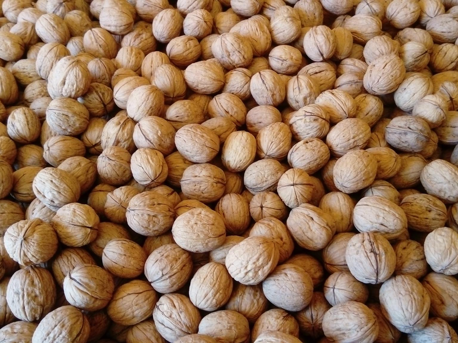 Noci con guscio